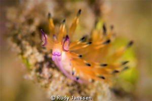 Flabelina by Rudy Janssen 